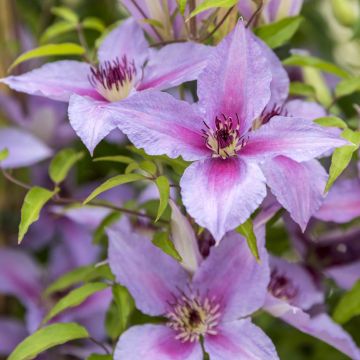 Clematis Proud Mary