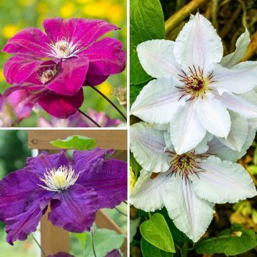 Clematis Three Sisters tricolour mix - Rouge Cardinal, The Vagabond and Snow Queen.