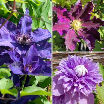 Clematis Three Sisters blue trio- The President, The Vagabond and Multi Blue