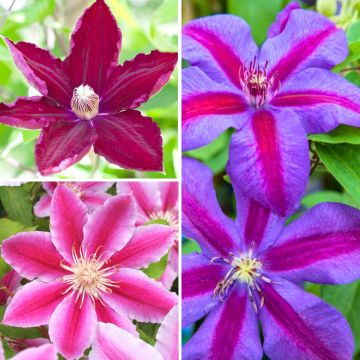 Clematis Red Mix - Rouge Cardinal, Mrs N. Thompson and Doctor Ruppel