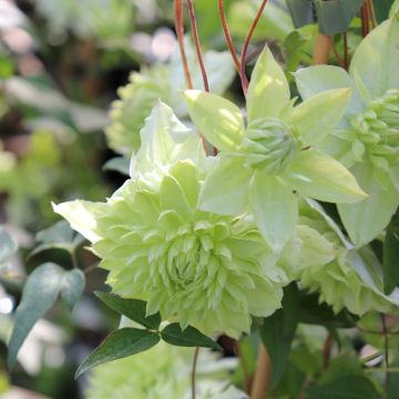 Clematis florida Alba Plena