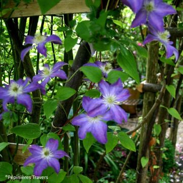 Clematis Bonanza