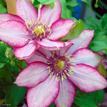 Clematis Paradiso