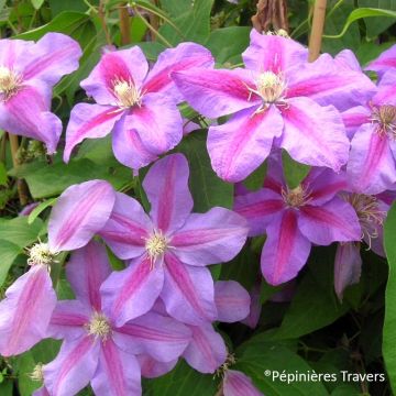 Clematis Beth Currie