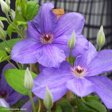 Clematis Success Bleu de Loire