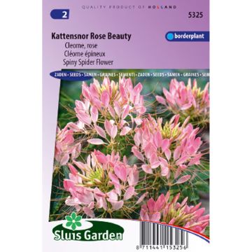 Cleome spinosa Rose Beauty Seeds - Spider plant
