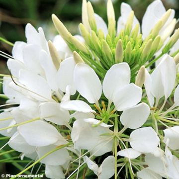 Cleome Sparkler White - Spider flower