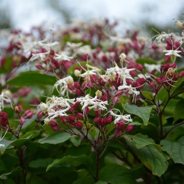 Clerodendrum trichotomum Purple Blaze