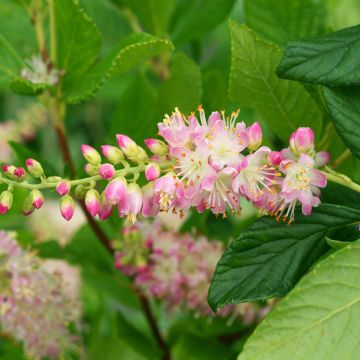 Clethra alnifolia Ruby Spice