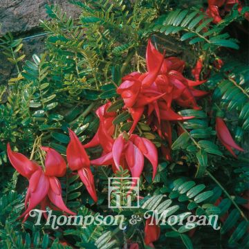 Clianthus puniceus - Lobster claw seds