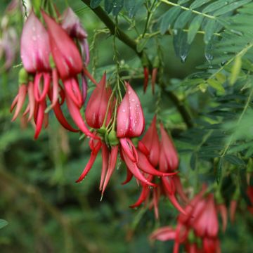 Clianthus puniceus Flamingo