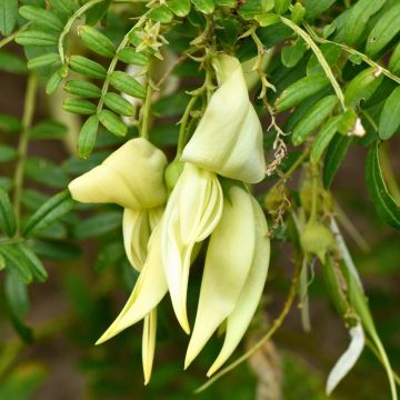 Clianthus puniceus White Heron