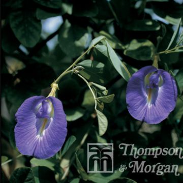 Butterfly Pea Seeds - Clitoria ternatea