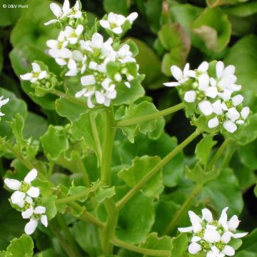 Cochlearia officinalis - Common Scurvygrass