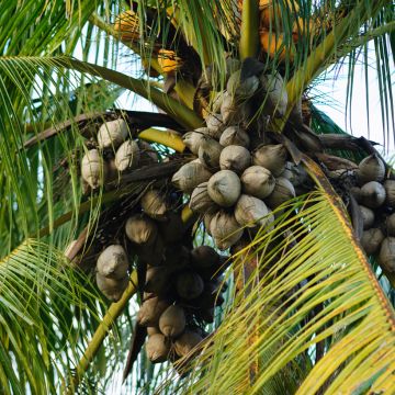 Coconut palm - Cocos nucifera
