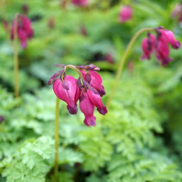 Dicentra King of Hearts