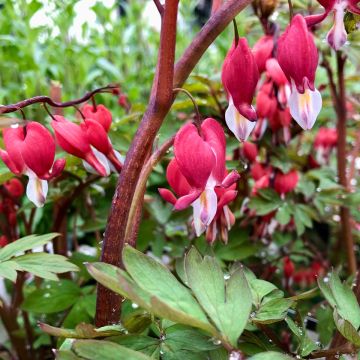 Dicentra spectabilis Valentine