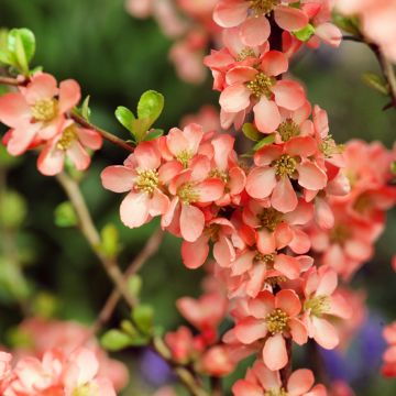 Chaenomeles superba Salmon Horizon - Flowering Quince