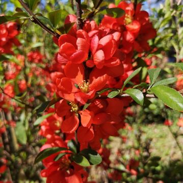 Japanese Quince Cido Red - Chaenomeles japonica