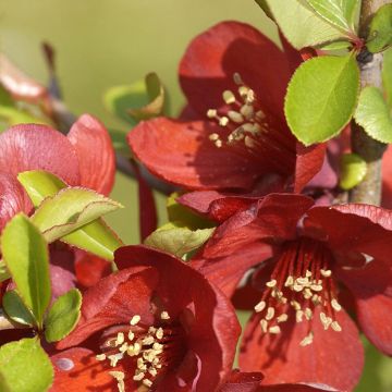 Chaenomeles superba Crimson and Gold - Flowering Quince