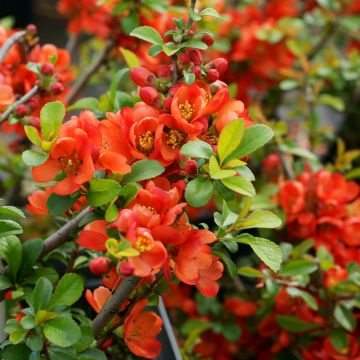 Chaenomeles japonica Sargentii - Flowering Quince