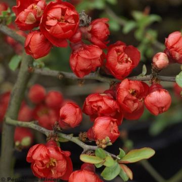 Chaenomeles superba Red Joy - Flowering Quince