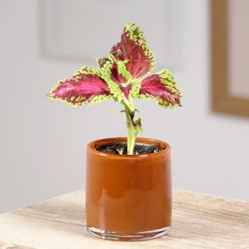 Coleus scutellarioides Le Freak - Painted nettle