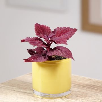 Coleus scutellarioides Second Street - Coléus, Plectranthe fausse-scutellaire, Ortie flamboyante, Tapis monseigneur, Vieux garçon