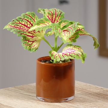Coleus scutellarioides Spacecake - Coléus, Plectranthe fausse-scutellaire, Ortie flamboyante, Tapis monseigneur, Vieux garçon