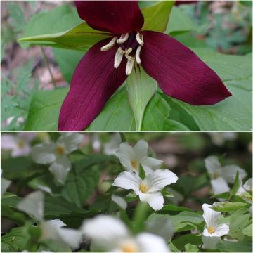Collection of Two Trilliums