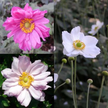 Collection of 3 Japanese Anemones