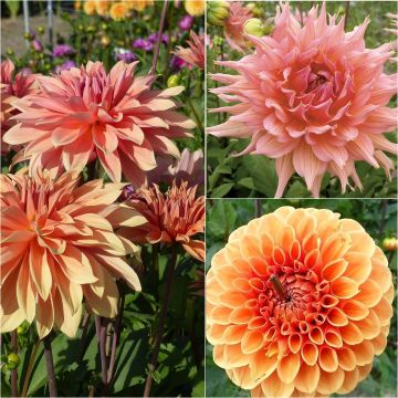 Collection of 3 Dahlias for posies, apricot shades