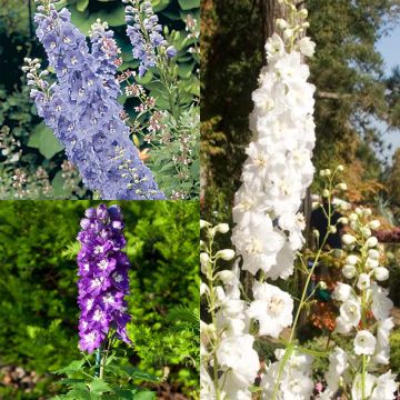 Collection of 3 Delphiniums