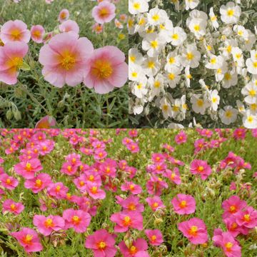 Collection of 3 Helianthemum