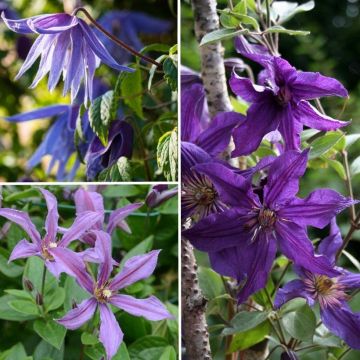 Clematis collection in shades of blue-violet