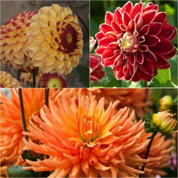 Collection of 3 dahlias for bouquets, warm two-tone colours