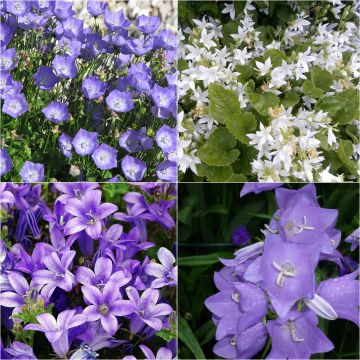 Collection of 4 rockery bellflowers
