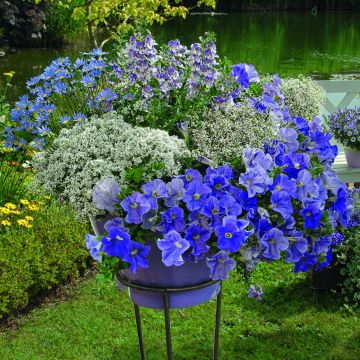 Blue Wave Collection - 5 varieties of annuals