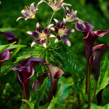 Purple Bulb Collection - Lilies and Arum