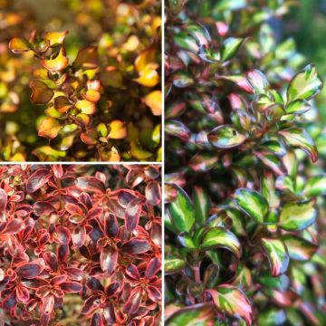 Collection of Three Coprosma