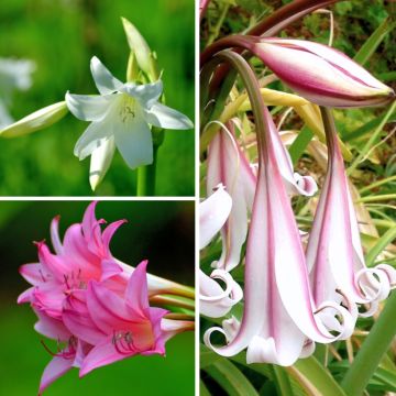 Crinum powelii Collection - Swamp Lily