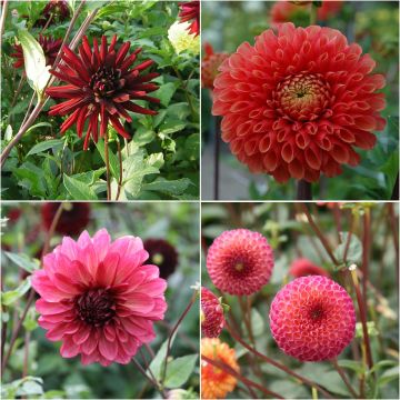 Collection of Oriental Spice Dahlias