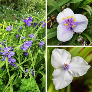 Spiderwort Collection - Tradescantias