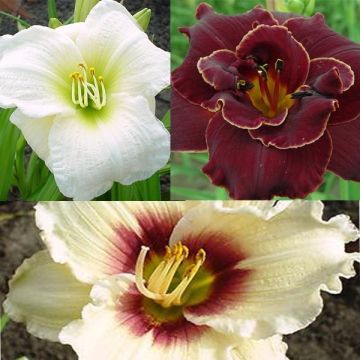 Hemerocallis Collection