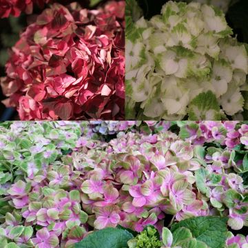 'Magical' Hydrangea Collection
