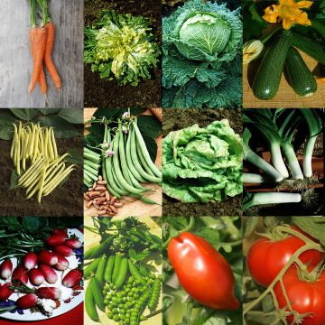 'Productive Garden' Collection - 12 varieties of high-yielding vegetables
