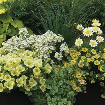 Vanilla Planter Collection - 5 varieties of annuals and one grass.