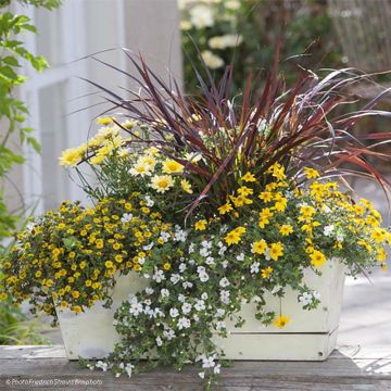 Yellow Planter Collection - 5 varieties of annuals