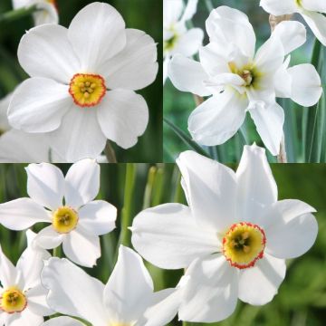 Collection of poet's daffodils