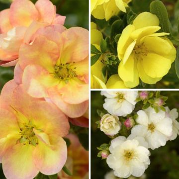 Double-flowered Shrubby Potentilla Collection